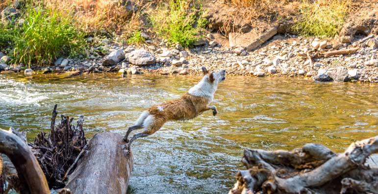 Dogs jumping off log at Ketchum Dog Park or Warm Springs Preserve in Idaho