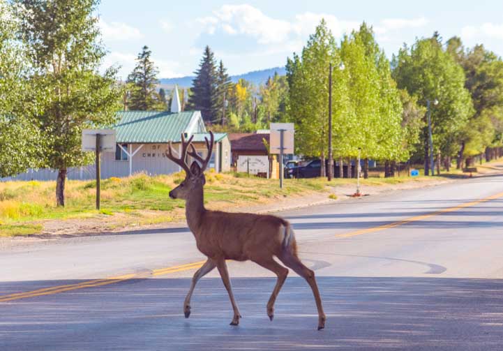 Buck crosses the street in Encampment Wyoming