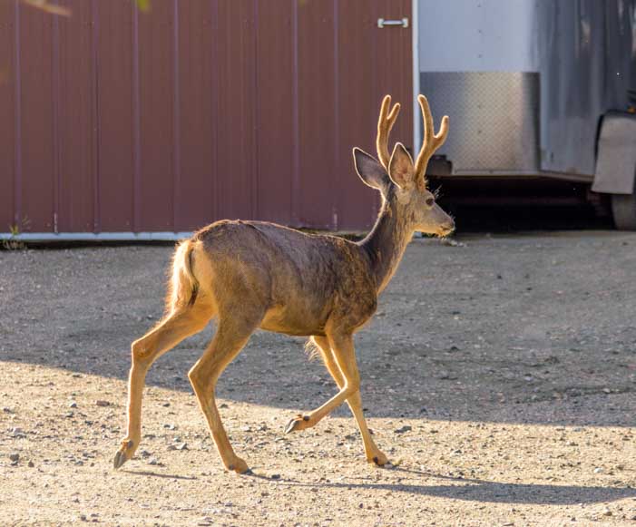Young buck crosses the street in Encampment Wyoming