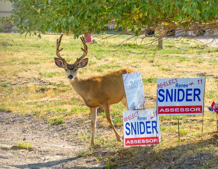 A young buck peeks out from behind some election signs in Encampment Wyoming