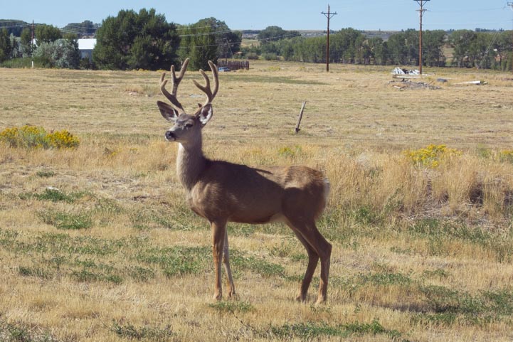 Deer in Encampment Wyoming