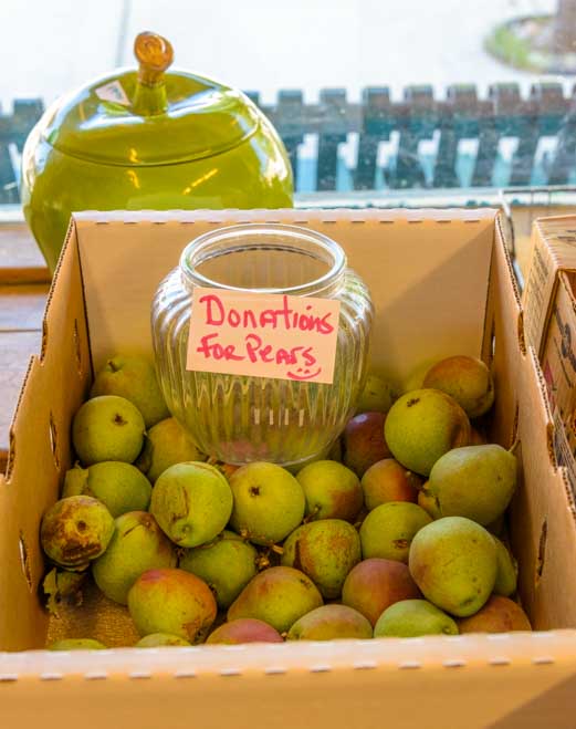 Free pears Saguache, Colorado