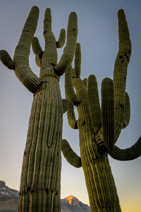 Saguaro cactus at Catalina State Park Arizona