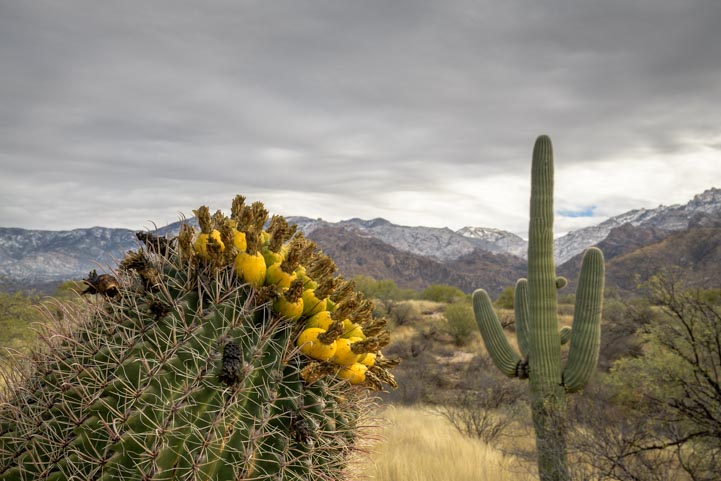 Cactus at Catalina State Park Arizona
