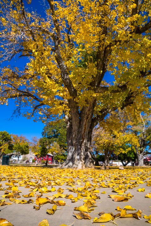 Autumn color in Clarkdale Arizona