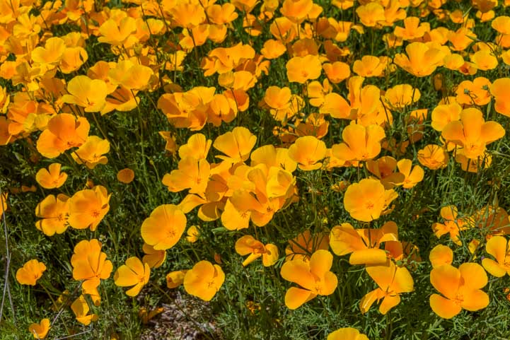 Mexican Gold Poppies on the Bush Highway in Arizona