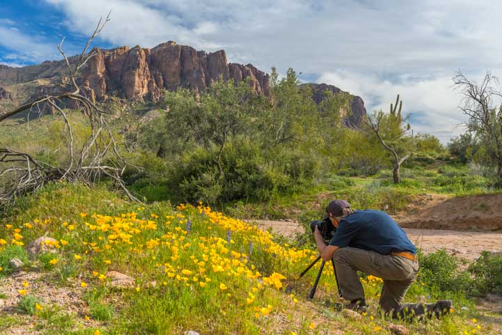Photographing poppies in Lost Dutchman State Park