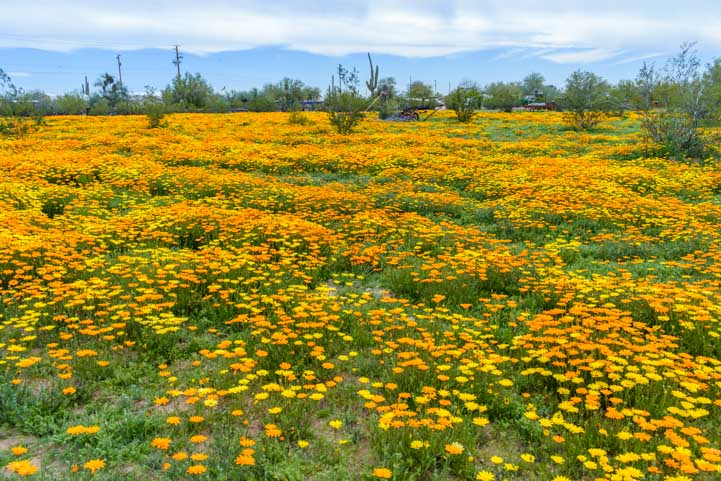 Field of Daisies Apache Junction Arizona