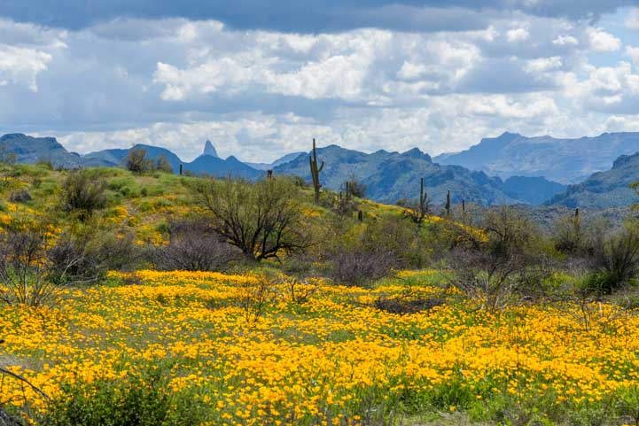Fields of Mexican gold poppies with Weaver's Needle in Arizona