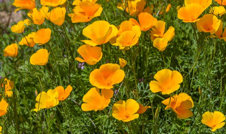 Mexican Gold poppies