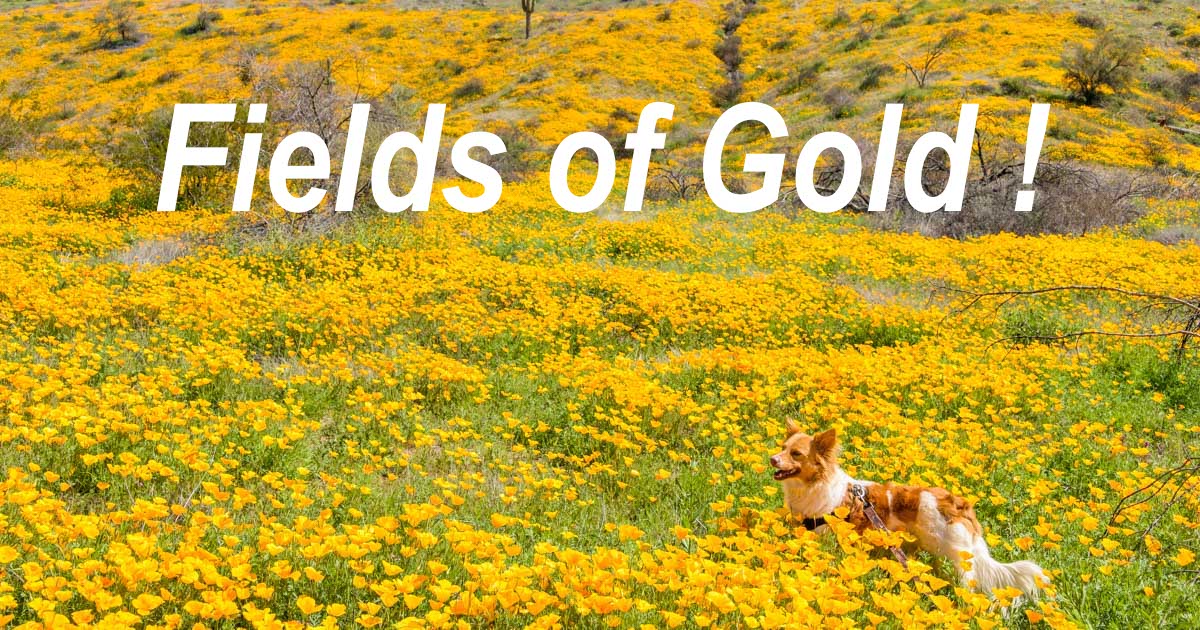 Mexican Gold Poppies and California Poppies in Fields of Gold near Phoenix Arizona