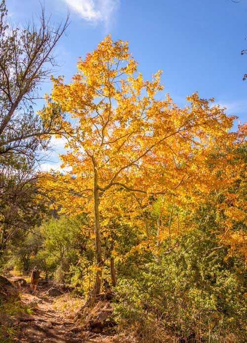 A tree lights up with fall color on the Fossil Creek Waterfall trail in Arizona