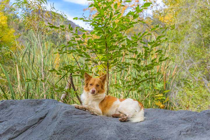 Beautiful dog at Fossil Creek in Arizona