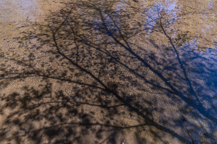 Tree shadows at Lynx Lake Arizona