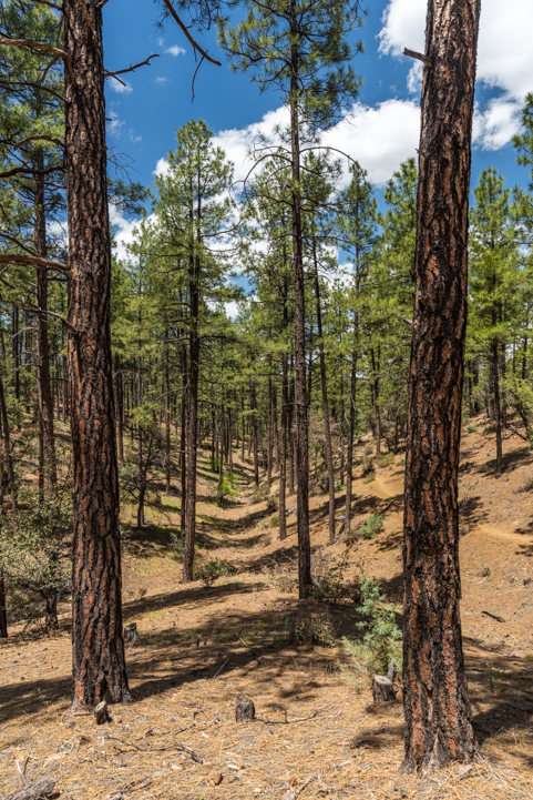 Ponderosa pine forest at Lynx Lake Arizona