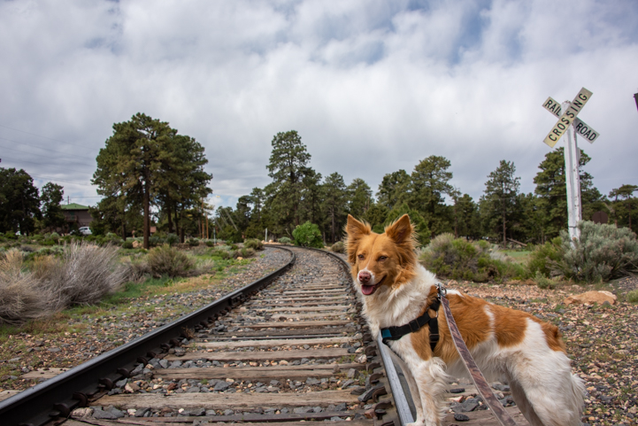 Puppy checks out the train tracks