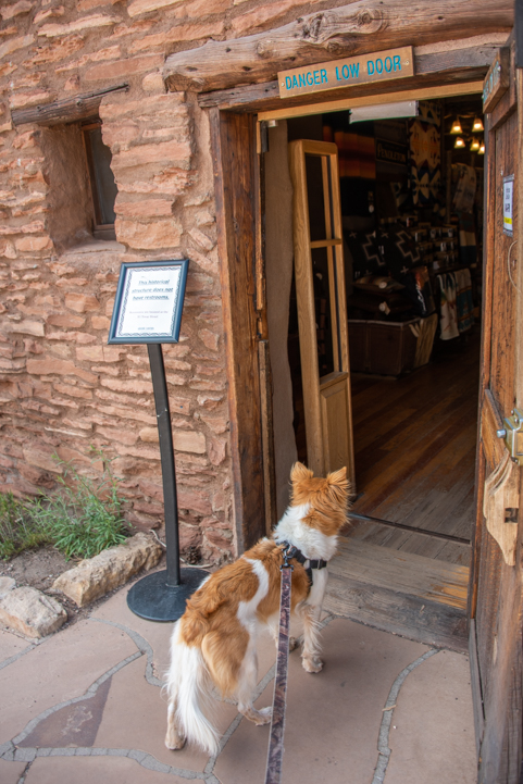 Dogs on leash can walk anywhere on the Rim at Grand Canyon National Park South Rim but they can't enter any buildings