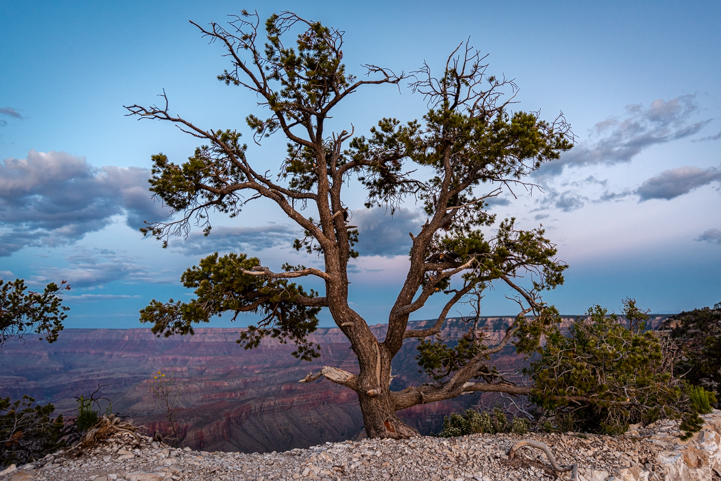 Tree at Shoshone Point Grand Canyon National Park
