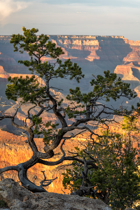 Grand Canyon tree silhouette