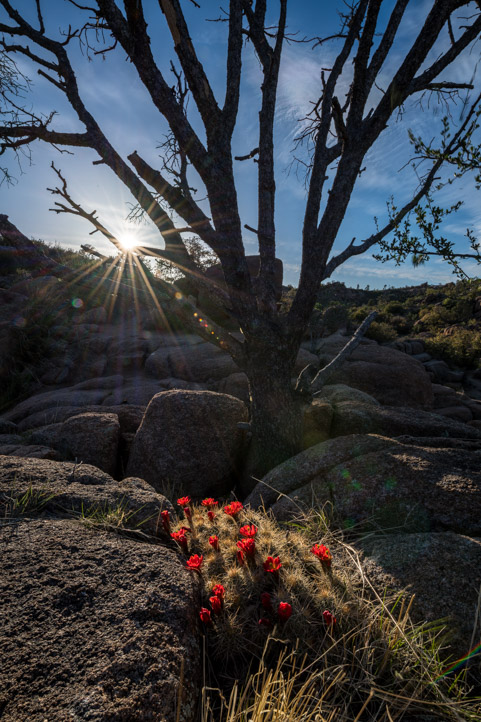 Red cactus flowers at the Watson Lake Granite Dells Arizona