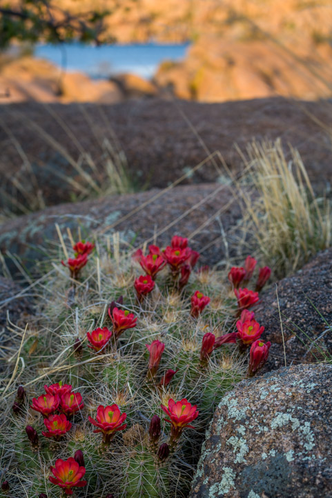 Red cactus flowers in Arizona