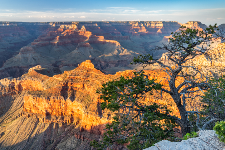 Grand Canyon Mather Point golden hour graceful tree