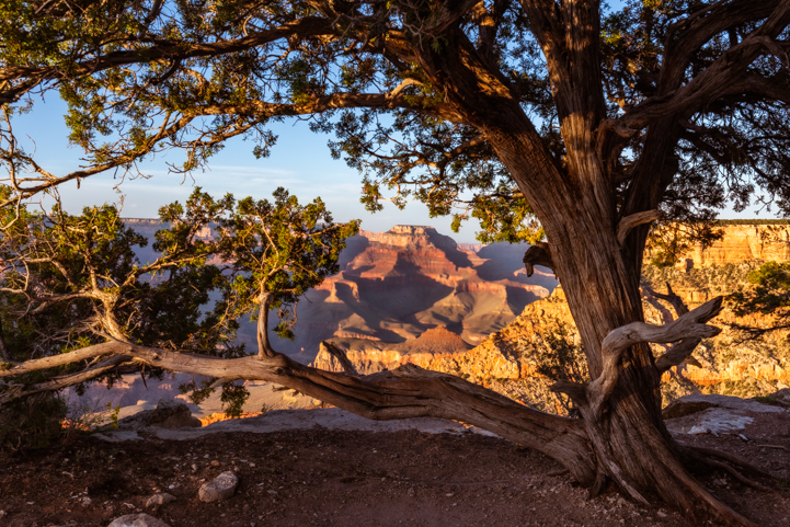 Grand Canyon view under a tree at Mather Point