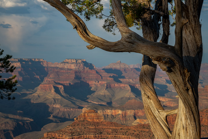Grand Canyon tree on the Rim Trail