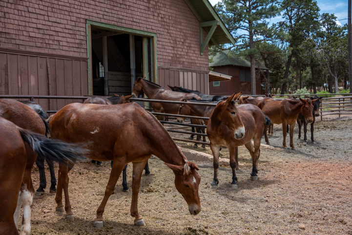 Grand Canyon Mules resting at the Mule Barn in Grand Canyon National Park