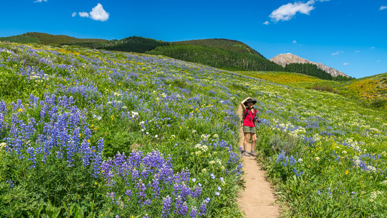 Hiking Snodgrass Trail at the peak of the wildflowers in Crested Butte Colorado
