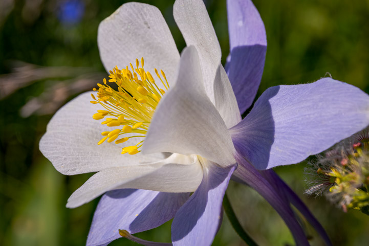 Columbine is the Colorado State Flower