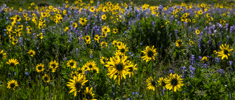 Wildflowers at Crested Butte Colorado on the Snodgrass Trail