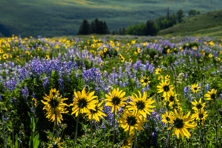 Fields of wildflowers in Crested Butte Colorado
