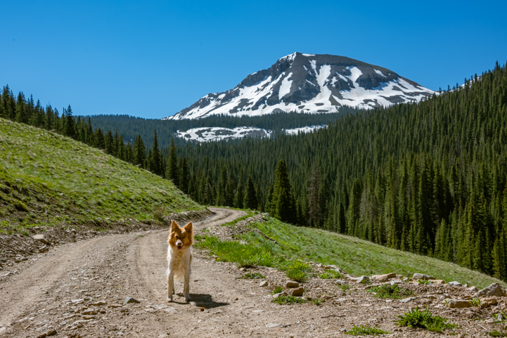 Trail Scout dog pauses on a Rocky Mountain trail...Alpine beauty in Colorado