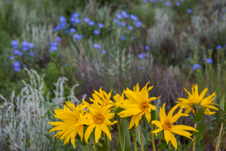 Crested Butte Colorado wildflowers