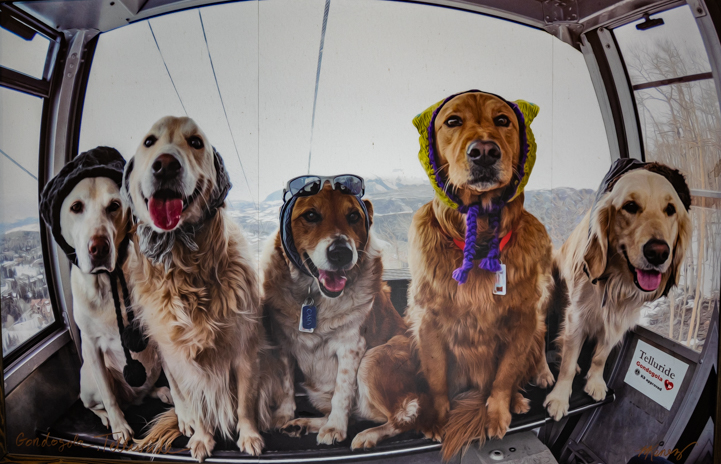 Telluride Colorado gondola rides accept dogs Gondogola!