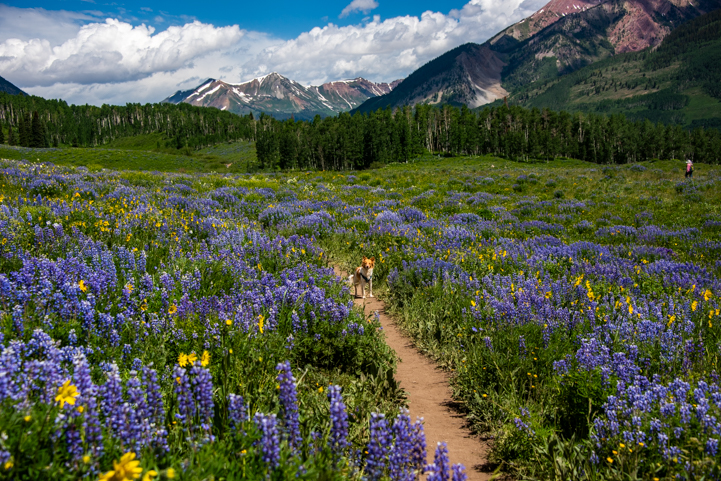 Crested Butte Colorado wildflowers and puppy