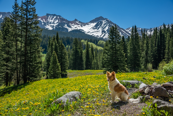 Puppy, Wildflowers and mountains at Trout Lake in the Colorado Rockies