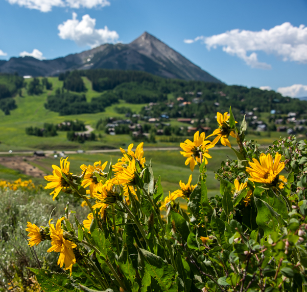 Wildflowers in Crested Butte Colorado