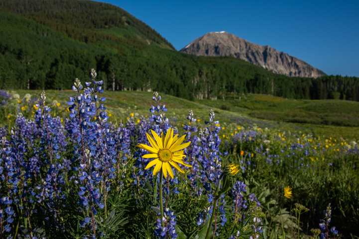Wildflowers + mountain on Snodgrass trail in Crested Butte Colorado