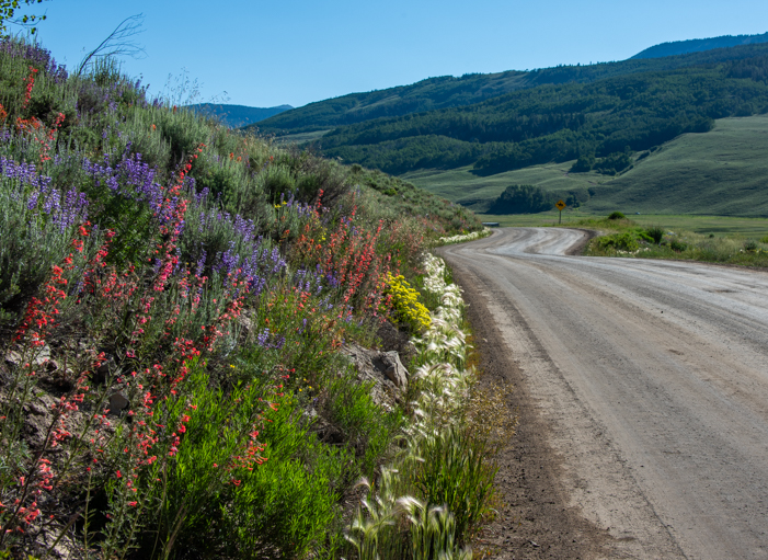 Wildflowers on Brush Creek Road in Crested Butte Colorado