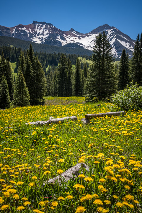 Wildflowers and mountains and a Rocky Mountain High in Colorado