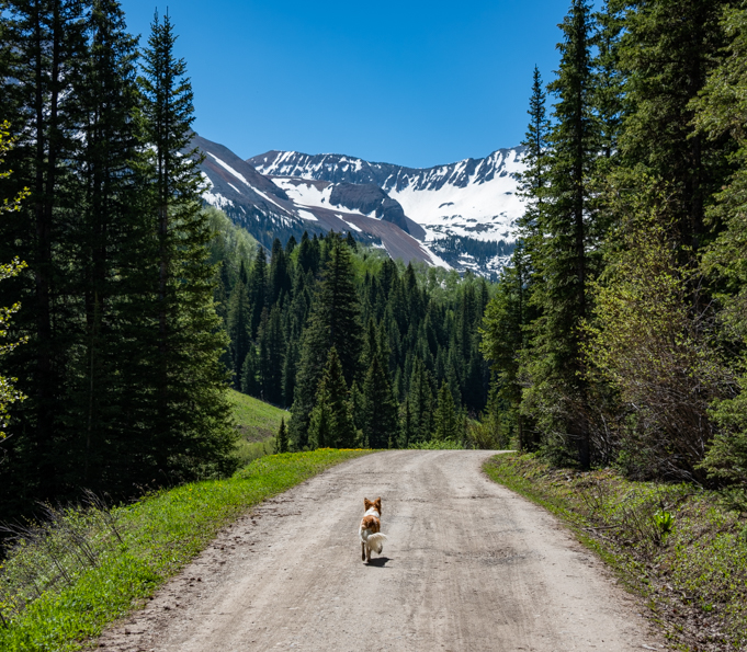 Puppy on the back road around Trout Lake in the Colorado Rocky Mountains