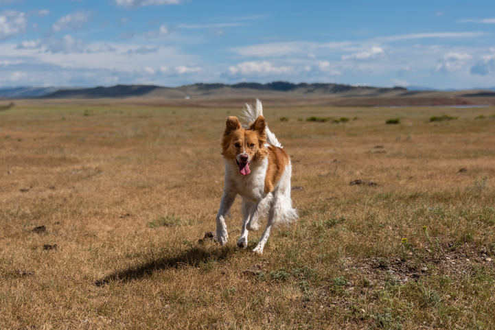 Puppy runs free in the Colorado countryside