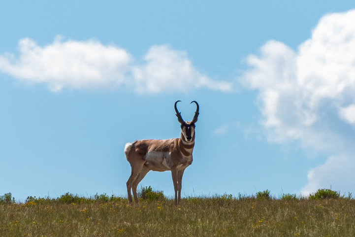 Pronghorn antelope at Antero Reservoir in Colorado