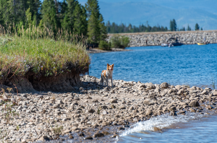 Dog at Lake Granby Colorado