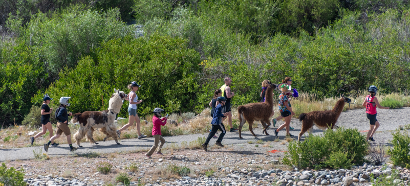 Llama Race during Burro Days in Fairplay Colorado
