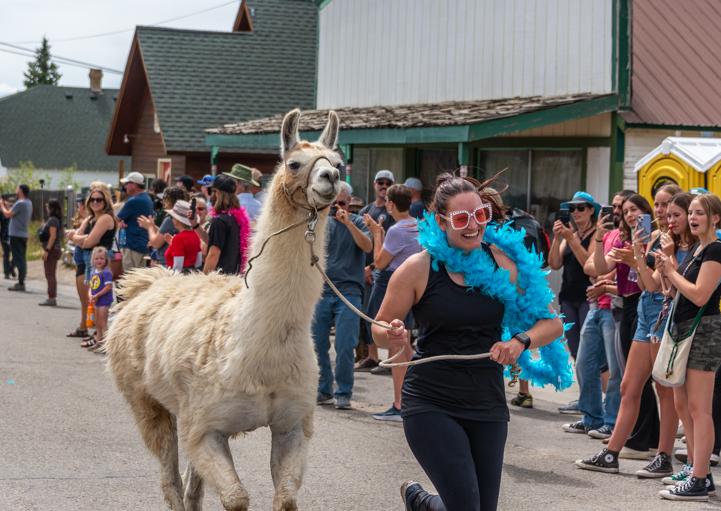 Llama Race at Fairplay Colorado Burro Days