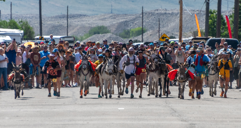 Start of the long distance burro race at Fairplay Colorado Burro Days