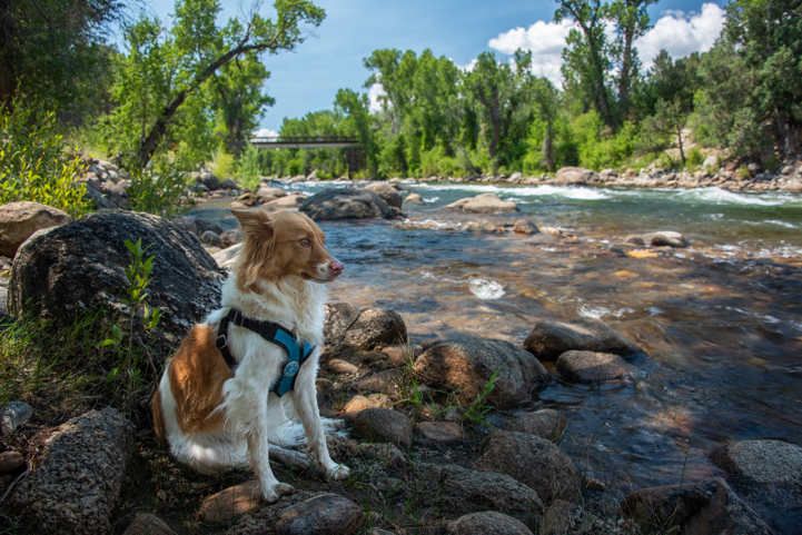 Happy dog at the Arkansas River in Buena Vista Colorado